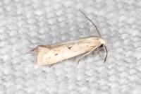 Elachista biatomella