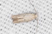 Elachista biatomella