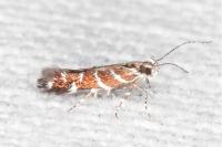 Vulcaniella grabowiella
