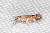 Vulcaniella grabowiella
