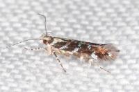 Vulcaniella grabowiella