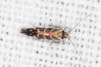 Vulcaniella grabowiella