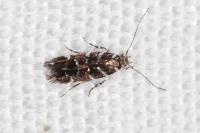 Vulcaniella grabowiella