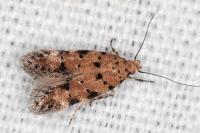 Pseudotelphusa occidentella