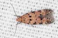 Pseudotelphusa occidentella