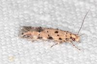 Pseudotelphusa occidentella