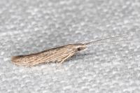 Coleophora texanella