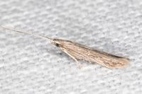 Coleophora texanella