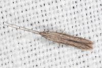 Coleophora texanella