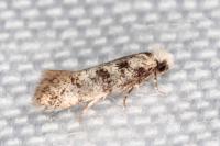 Infurcitinea albicomella