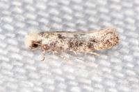 Infurcitinea albicomella