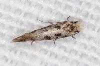 Infurcitinea albicomella