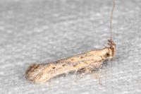 Metzneria hilarella