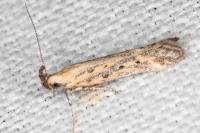 Metzneria hilarella