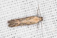 Metzneria hilarella