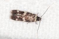 Oegoconia