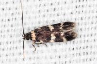 Oegoconia