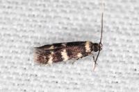Oegoconia