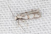 Symmocoides oxybiella