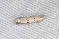 Symmocoides oxybiella