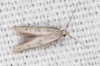 Symmocoides oxybiella