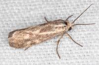 Brachodes funebris