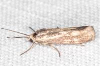 Brachodes funebris