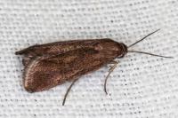Brachodes funebris