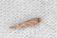 Pyroderces argyrogrammos
