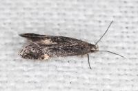 Aproaerema anthyllidella
