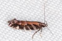 Aristotelia