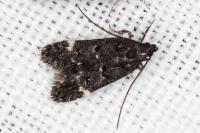 Dichomeris alacella