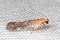 Stomopteryx basalis