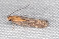 Stomopteryx basalis