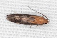Stomopteryx basalis