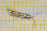 Coleophora pulchripennella