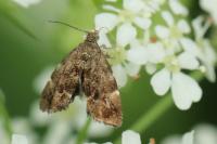Anthophila fabriciana