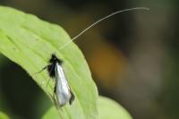 Adela reaumurella