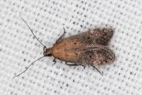Stomopteryx