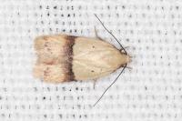 Odites kollarella