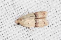 Odites kollarella