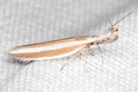 Pleurota aristella