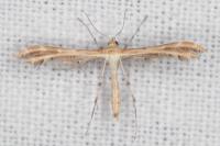 Oxyptilus