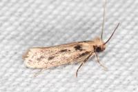 Anomalotinea liguriella