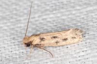 Anomalotinea liguriella