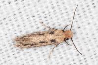 Anomalotinea liguriella