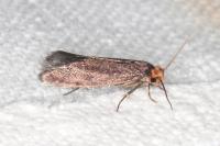 Cephimallota crassiflavella