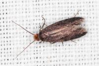 Cephimallota crassiflavella