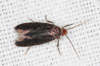 Cephimallota crassiflavella
