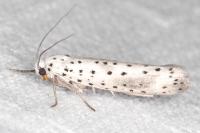 Yponomeuta irrorella